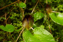 Corybas iridescens