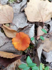 Hygrocybe miniata