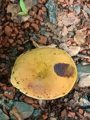 Boletaceae