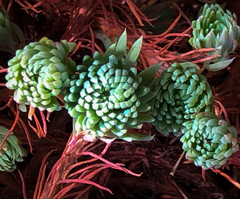 Petrosedum forsterianum