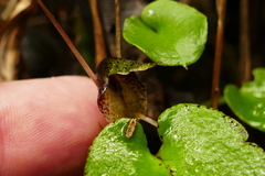Corybas iridescens