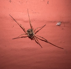Paroligolophus agrestis
