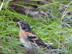 Fringilla montifringilla