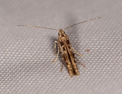 Batrachedra praeangusta