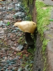 Boletaceae