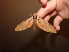 Protambulyx strigilis