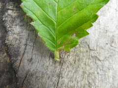 Ulmus glabra