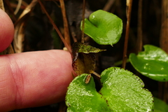 Corybas iridescens