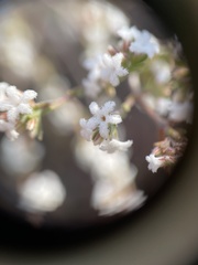 Leucopogon microphyllus