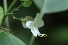 Clerodendrum fortunatum