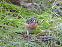 Fringilla montifringilla