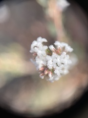 Leucopogon microphyllus