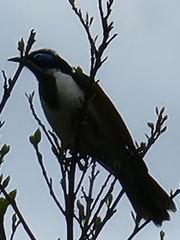Entomyzon cyanotis