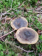 Lactarius turpis