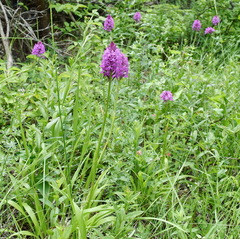 Anacamptis pyramidalis