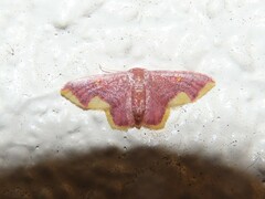 Lophosis labeculata