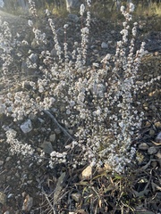 Leucopogon microphyllus