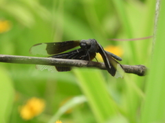 Erythrodiplax funerea