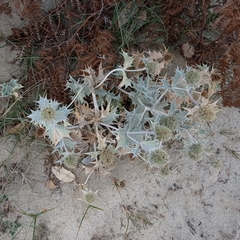 Eryngium maritimum