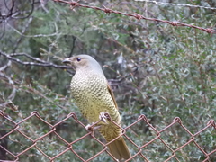 Ptilonorhynchus violaceus