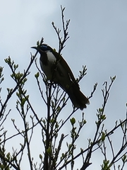 Entomyzon cyanotis
