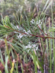 Hakea sericea