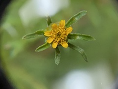 Dyssodia papposa