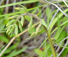 Epipactis palustris