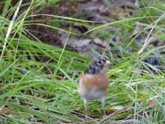 Fringilla montifringilla