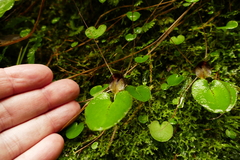 Corybas iridescens