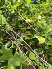 Lathrecista asiatica