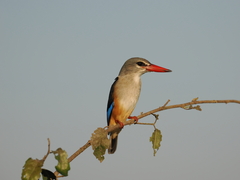 Halcyon leucocephala