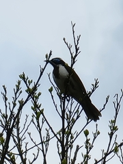 Entomyzon cyanotis