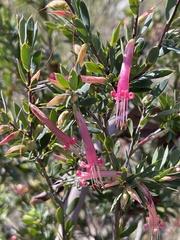 Styphelia triflora