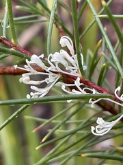 Hakea sericea