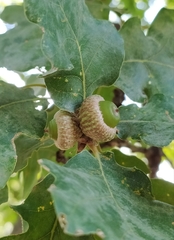 Quercus pubescens
