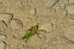 Tettigonia cantans