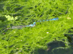 Enallagma carunculatum
