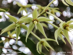 Elaeocarpus griffithii