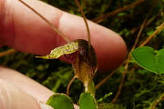 Corybas iridescens