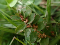 Euphorbia thymifolia