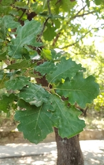 Quercus pubescens