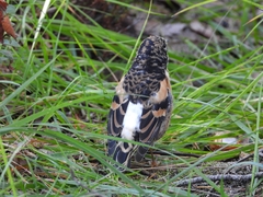 Fringilla montifringilla