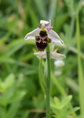 Ophrys oestrifera
