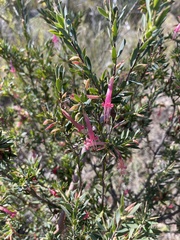 Styphelia triflora