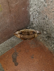 Hypopyra vespertilio