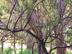 Platycercus eximius