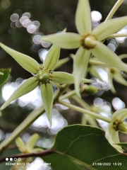 Elaeocarpus griffithii