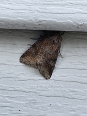 Lacinipolia meditata