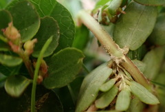 Euphorbia thymifolia